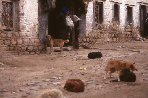 Dogs in Buddhist Lama Monasteries Dogs in Buddhist Lama Monasteries