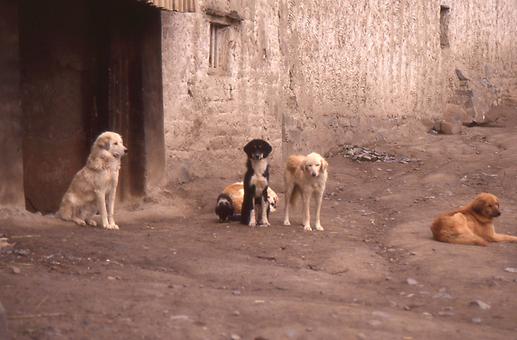 Dogs in Buddhist Lama Monasteries Dogs in Buddhist Lama Monasteries