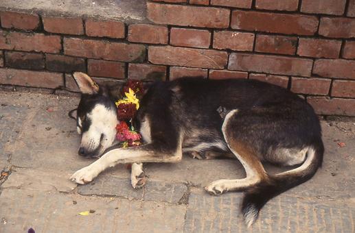 Sleeping dogs Sleeping dogs