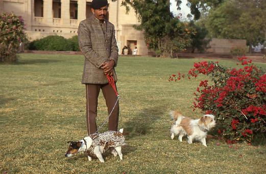 Staff for dogs Staff for dogs