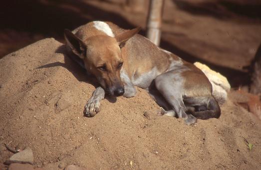 Sleeping dogs Sleeping dogs