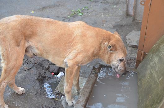 Fresh drink Fresh drink