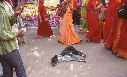 Sleeping dogs Sleeping dogs