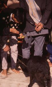 Sacrificial animal Sacrificial animal