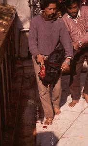 Sacrificial animal Sacrificial animal