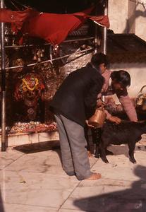 Sacrificial animal Sacrificial animal