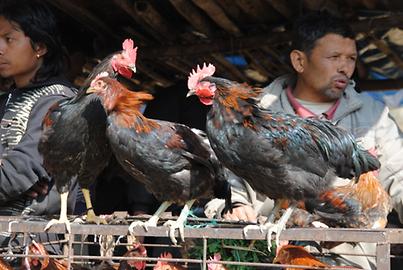 Sacrificial animal Sacrificial animal