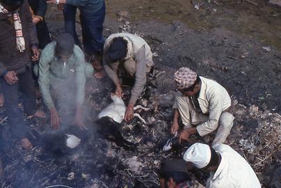 Gutting of animals Gutting of animals