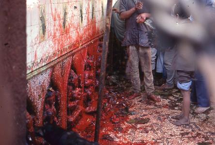 Blood sacrifice Blood sacrifice