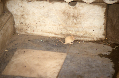 The happy glance at a white rat The happy glance at a white rat