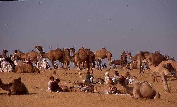 Camels Camels
