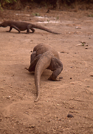 Komodo dragon Komodo dragon