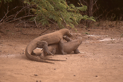 Komodo dragon Komodo dragon