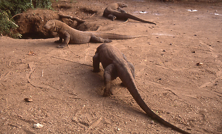 Komodo dragon Komodo dragon