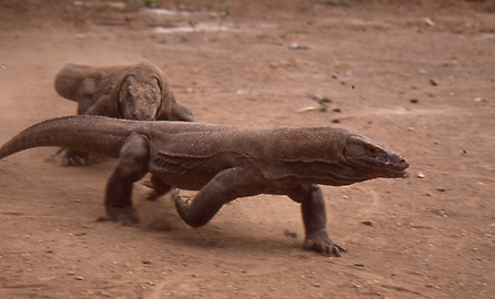 Komodo dragon Komodo dragon