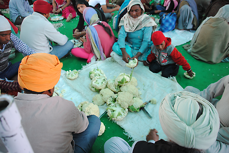 Cauliflower (gobhi) used for curry Cauliflower (gobhi) used for curry