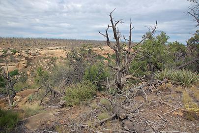 Mesa Verde Mesa Verde