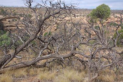 Mesa Verde Mesa Verde