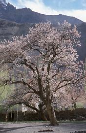 Apricot trees Apricot trees