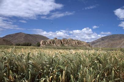 Ripening barley at Shigatse Ripening barley at Shigatse