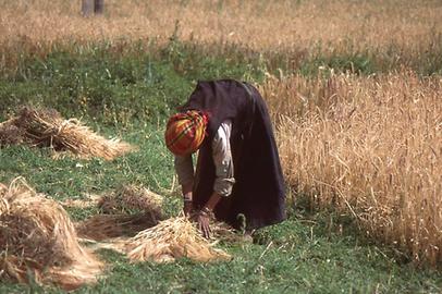 Harvesting of barley Harvesting of barley