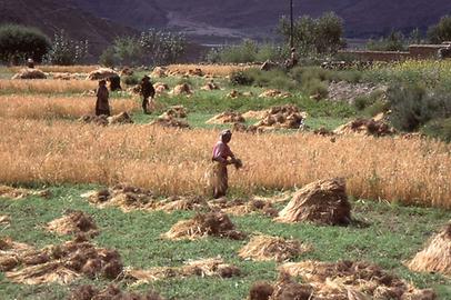 Harvesting of barley Harvesting of barley