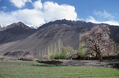 Apricot trees Apricot trees