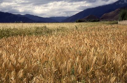 Barley field Barley field