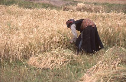 Harvesting of barley Harvesting of barley