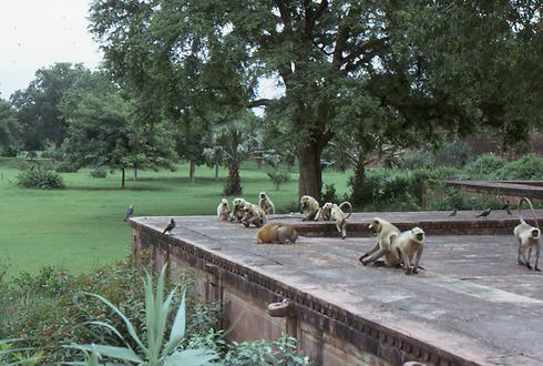 Hanuman langurs Hanuman langurs