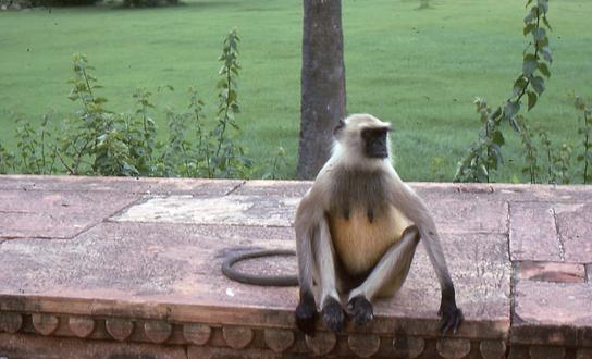 Hanuman langurs Hanuman langurs