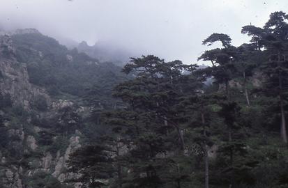 Tai Shan Tai Shan