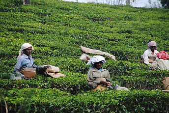 Picking tea Picking tea