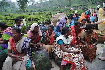 Tea pickers Tea pickers