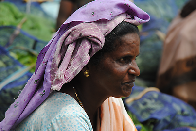 Tea-picker Tea-picker