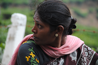 Tea-picker Tea-picker
