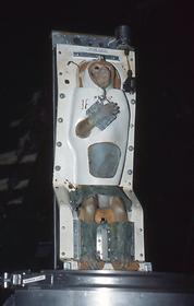 Animal experiment Animal experiment