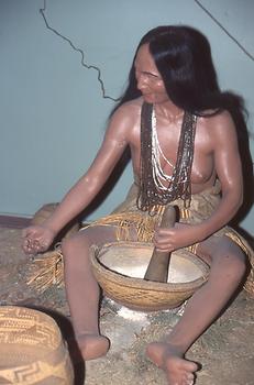 Production of starch flour from acorns on the Californian west coast Production of starch flour from acorns on the Californian west coast