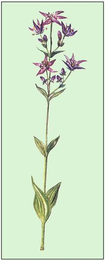 Bild nach Schliefsteiner