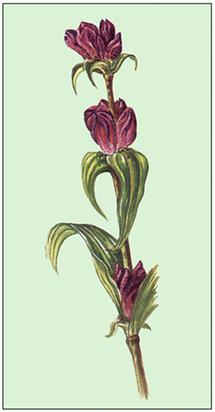 Bild nach Schliefsteiner