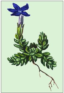 Bild nach Schliefsteiner