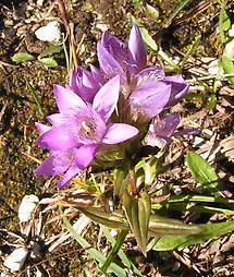 Pflanze von oben (2)