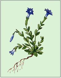 Bild nach Schliefsteiner