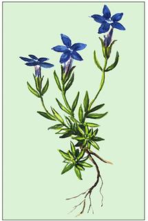 Bild nach Schliefsteiner