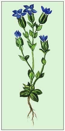 Bild nach Schliefsteiner