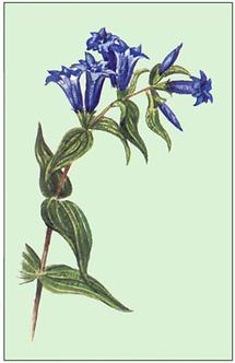 Bild nach Schliefsteiner