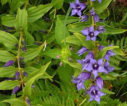 Schwalbenwurz-Enzian (1)