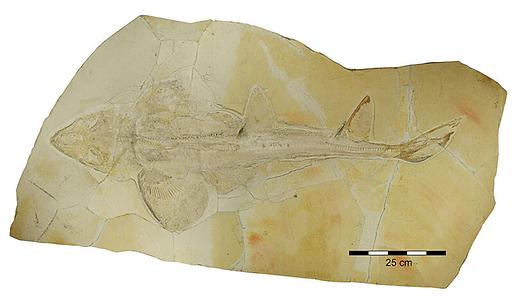 Abb. 1: Fossil des spätjurassischen Hais Protospinax annectans aus Solnhofen und Eichstätt, Deutschland