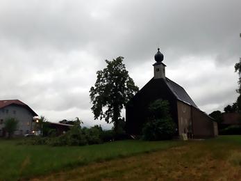 Vom Wind gefällte Linde Vom Wind gefällte Linde