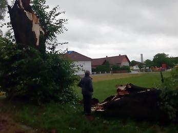 Vom Wind gefällte Linde Vom Wind gefällte Linde